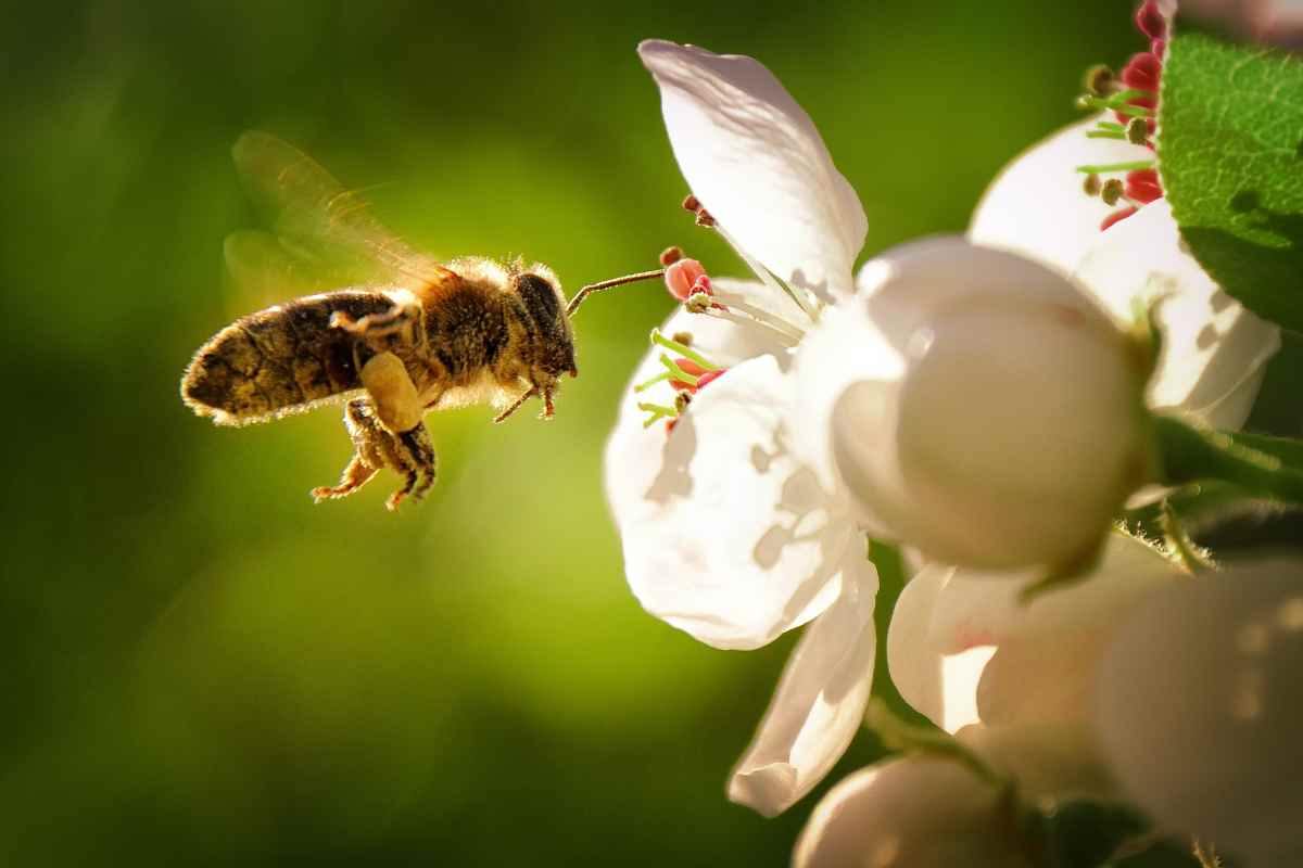 Ingredienti naturali contro insetti, niente prodotti chimici